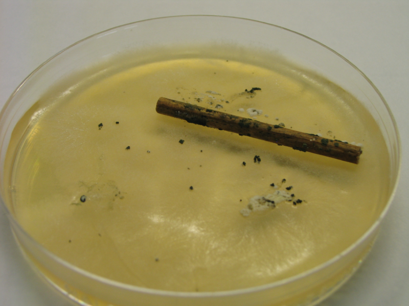 Bild 2: Keime und Pilzsporen gedeihen in der Petrischale gut