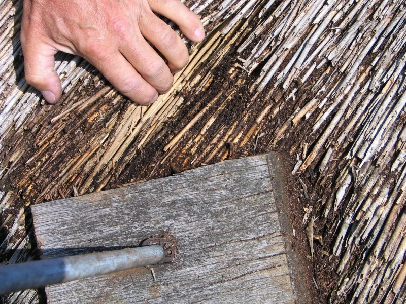 Bild 6: Schmutz im REETdach ist Nährboden für Algen, Moose und Flechten