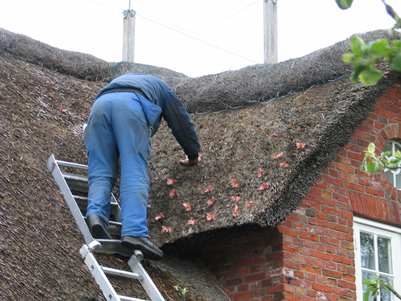 Bild 7: Algen, Moose und Flechten mögen kein Kupfer bzw. Kupferionen