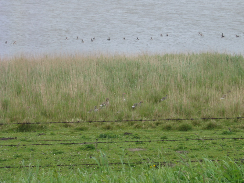 Bild 9: REETernte ohne Algen, Moose und Flechten