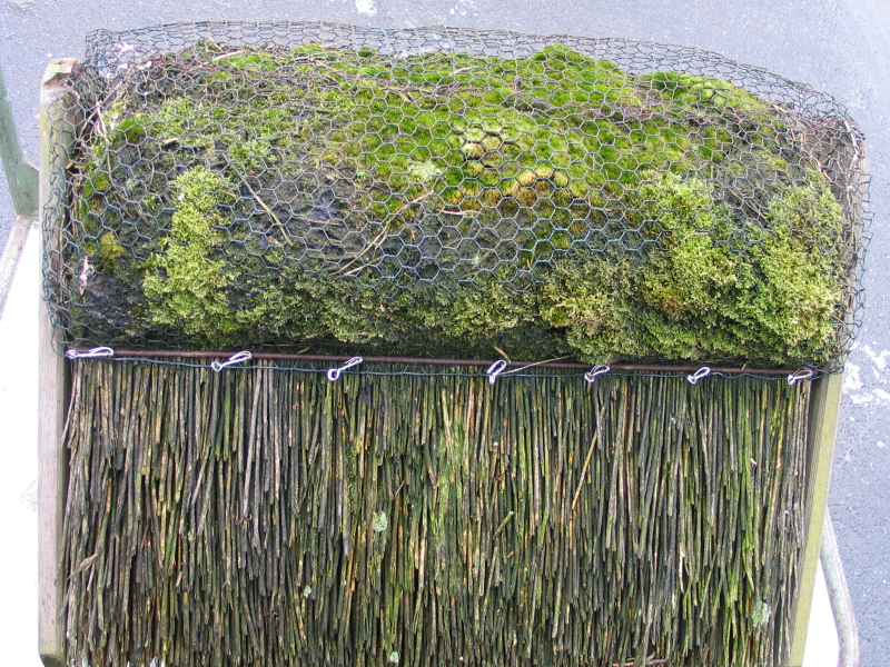 Bild 10: Flechten, Moose und Algen am Mini REETdach