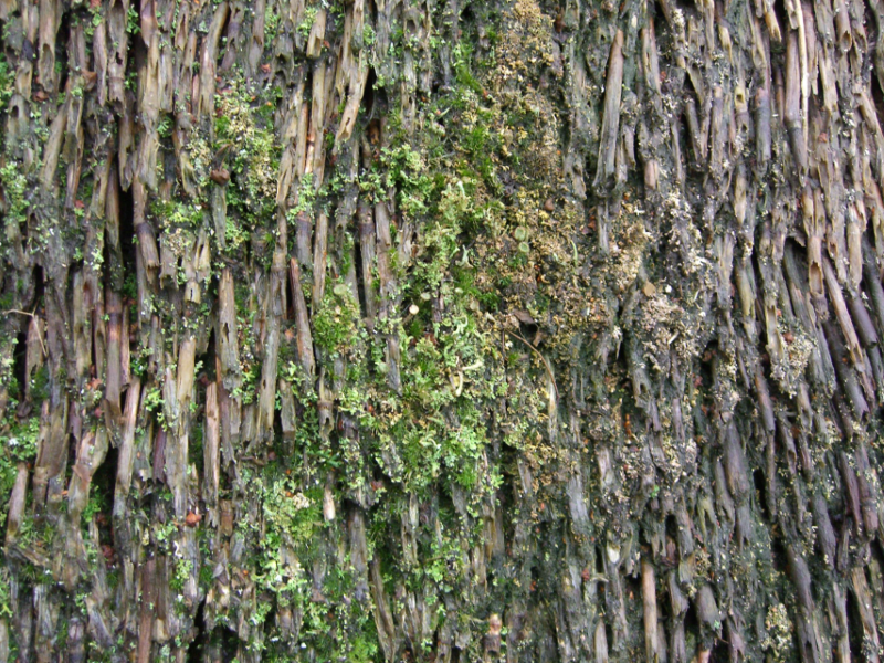 Bild 12: Rechts im Bild: Schützen Kupferionen das REETdach
