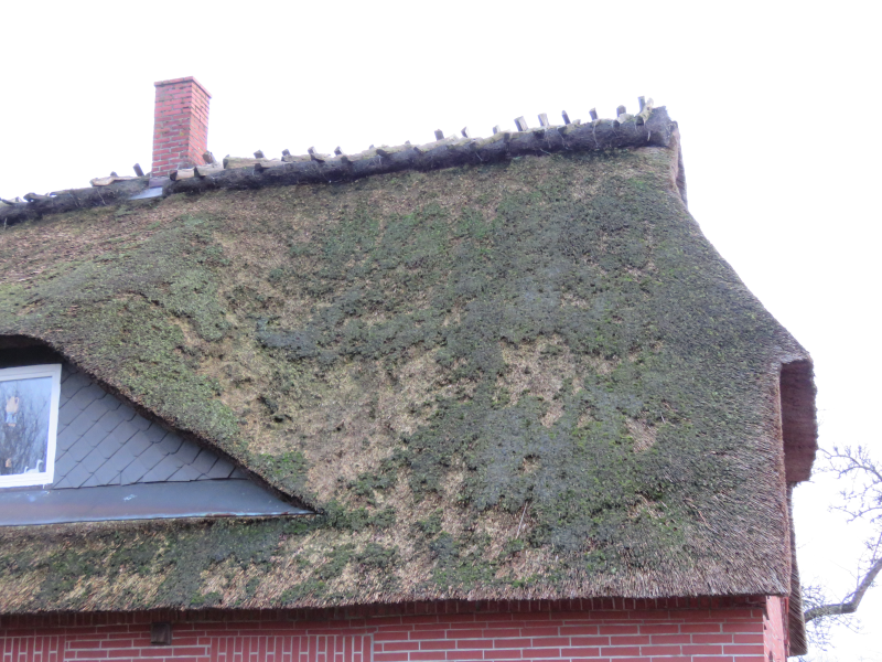 Bild 27: Hängehölzer und Heidefirst gehören in Angeln zusammmen