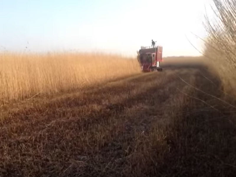 Bild 29: Sorgfältige REETernte und REETsortierung ist wichtig